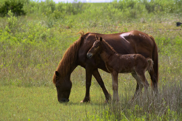 The newest foal with Mom...