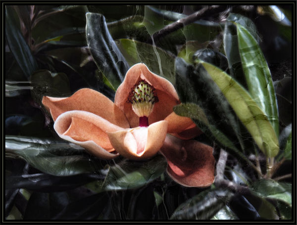 Variant of Magnolia Bloom...
