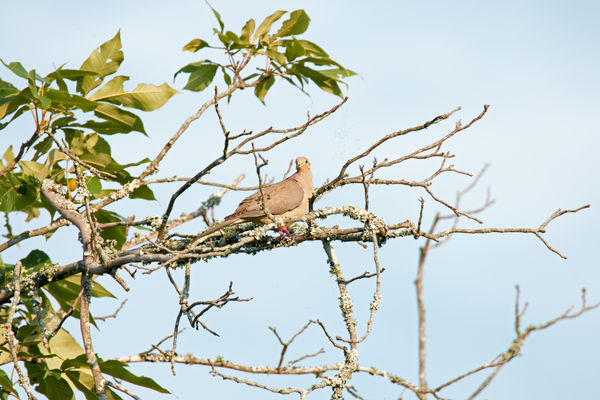 Another Dove...