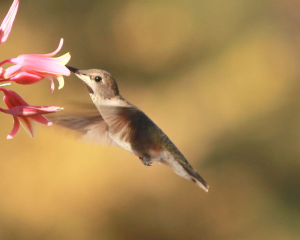 Very Hungry Hummingbird...