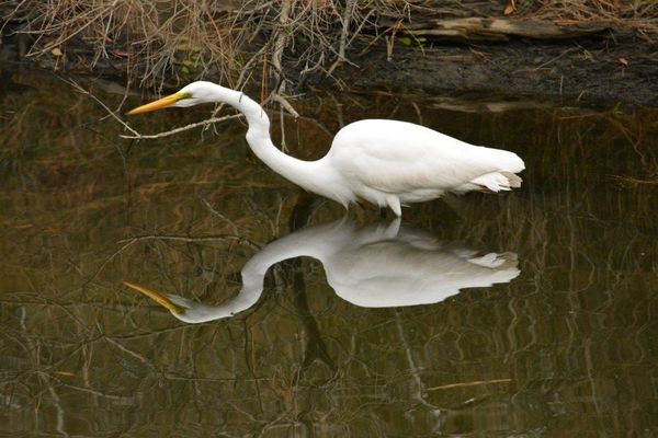 Egret  in Love with Itself...