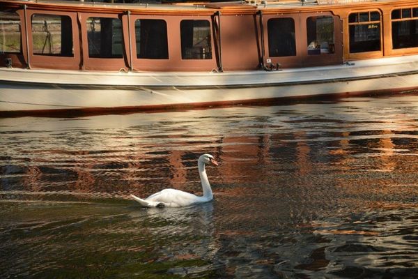 Swan on Canal in Amsterdam...
