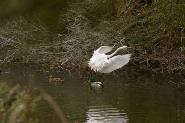 The Very First Shot of an Egret in Flight I Ever T...