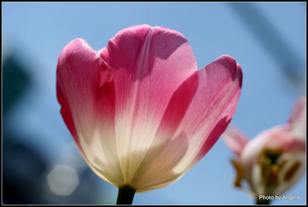 Sun lit, tulip!...