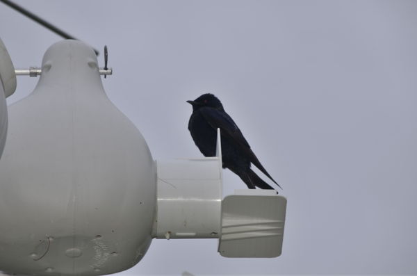 This is a male purple martin....