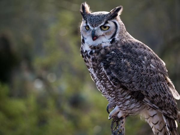 Sonora Owl...