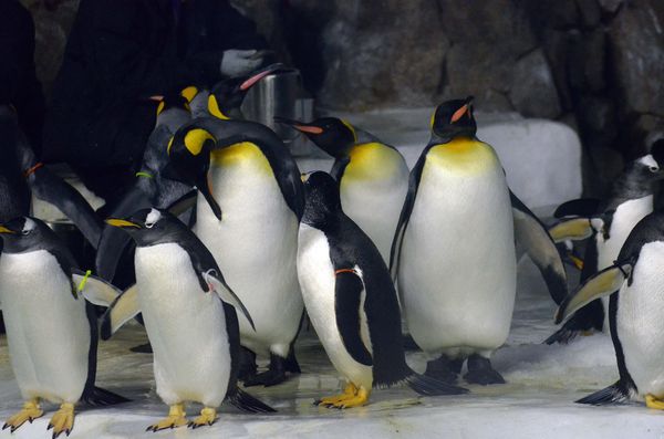 Family of penguins...