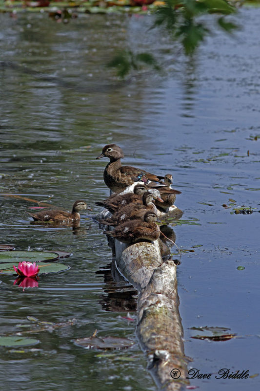 Keep your ducks in a row! (Wood Ducks)...