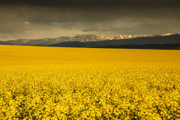 Field of Yellow...