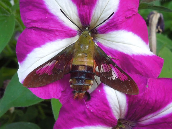 Hummingbird Moth 1...