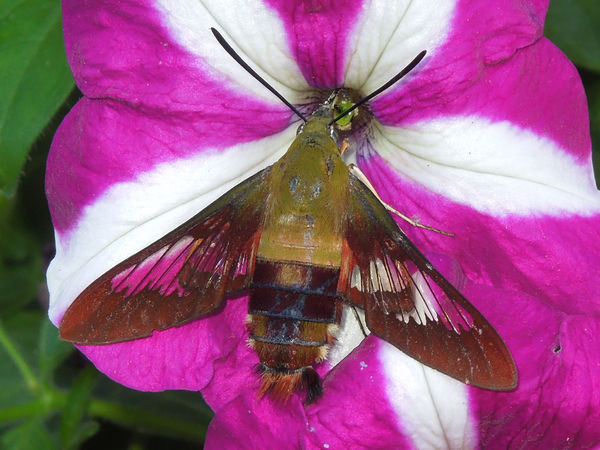 Hummingbird Moth 2...