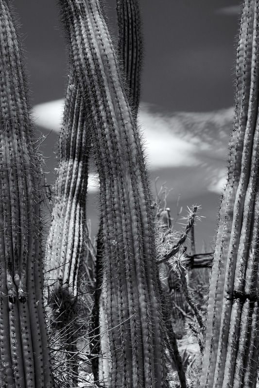 Sagurao Cactus...