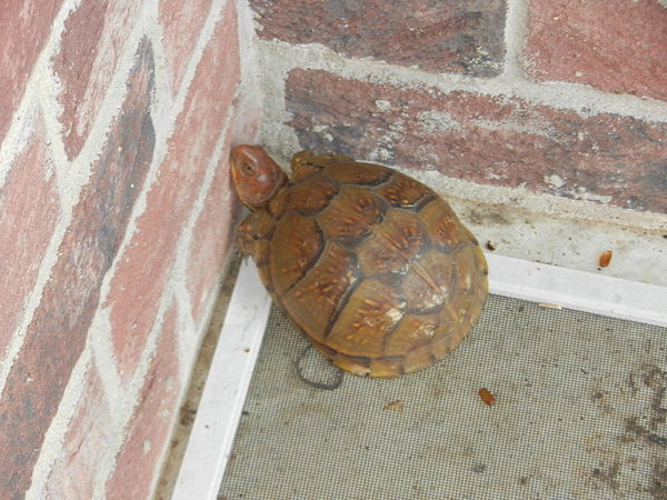 3-toed Box Turtle in Central Texas...