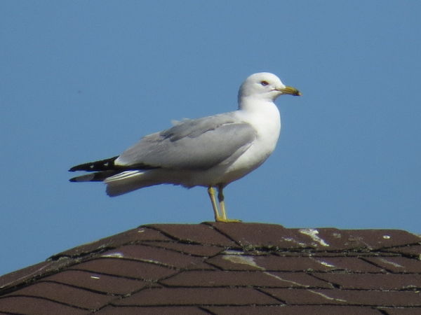 Ring-billed Gull taken on my neighbors roof top 30...