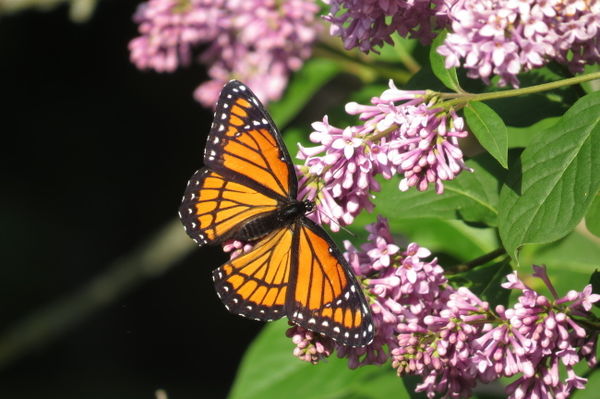 Viceroy Butterfly taken on neighbors lilac tree 15...