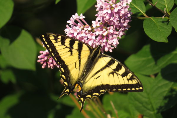 Canadian Tiger Swallowtail butterfly taken on neig...