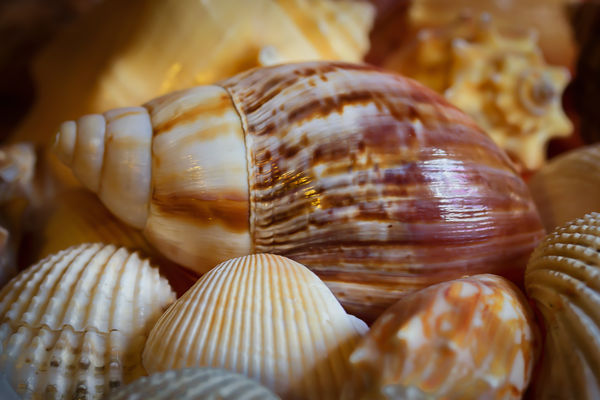 Sea Shells...