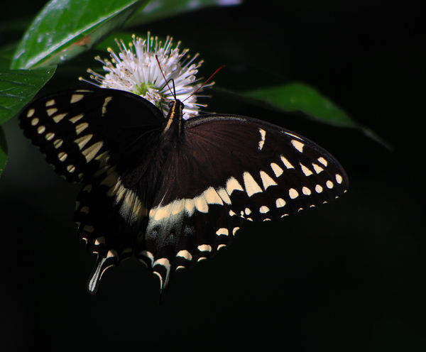 Giant Black Swallowtail...
