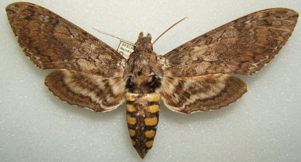 Carolina Sphinx moth (Manduca sexta)...