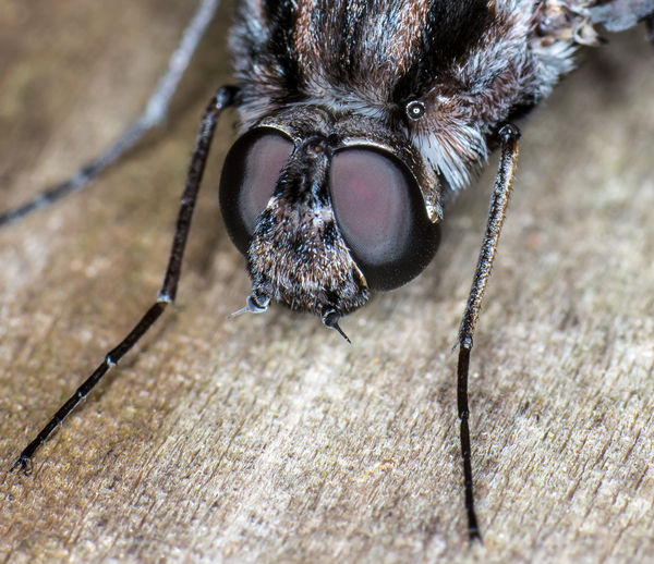 Bombyliidae (Bee Fly)  Facial...