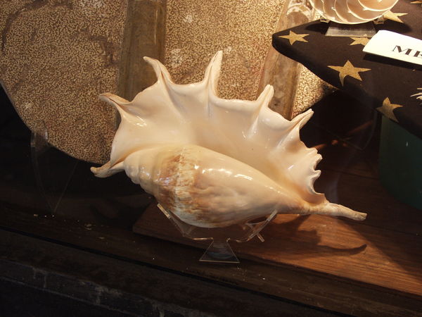 Shell (shot through glass display)...