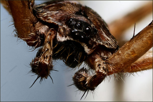 Show me your fangs: Thought for sure #1 would show them. Not a trace ...