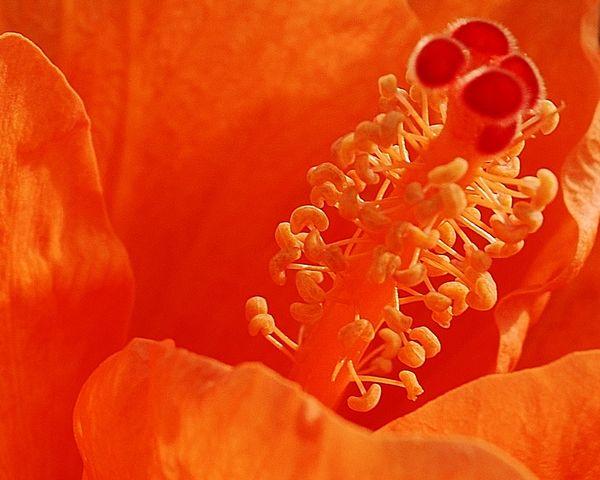 orange flower...