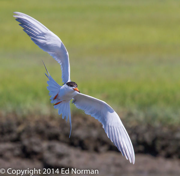 Forster's Tern banking....