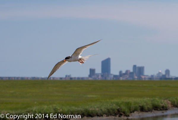 Forster's Tern with Atlantic City in the backgroun...