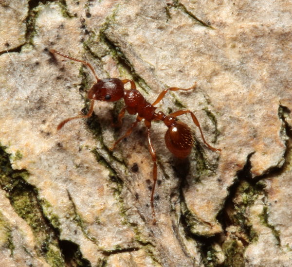 Little red ant...