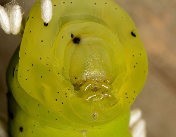A pandora sphinx moth caterpillar parasitized by braconid wasp: i ...