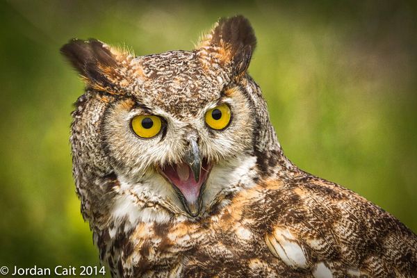 Laughing Owl...