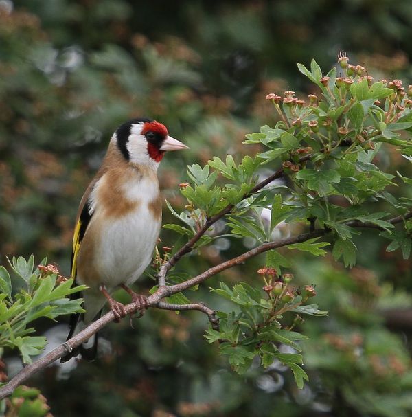 Male Goldfinch...