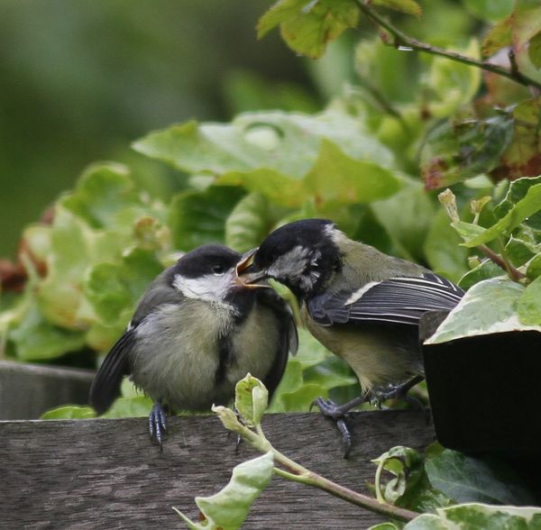 Great Tit feeding young...