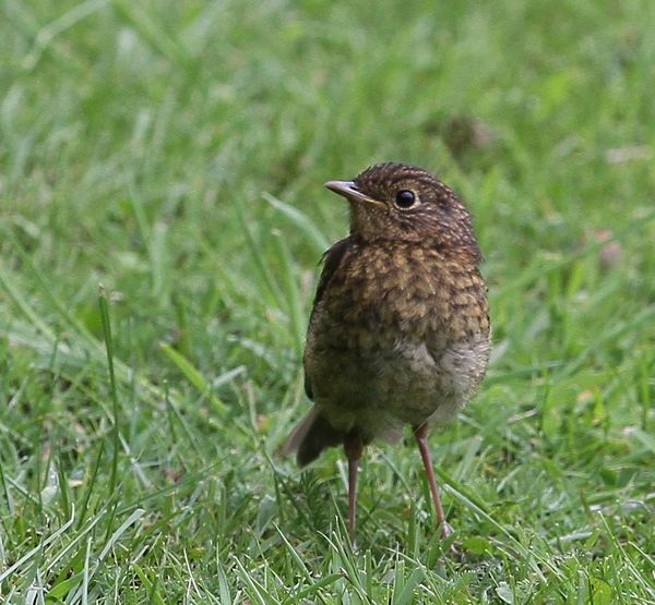 Young Robin...