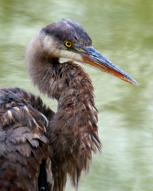 A young immature great blue heron....