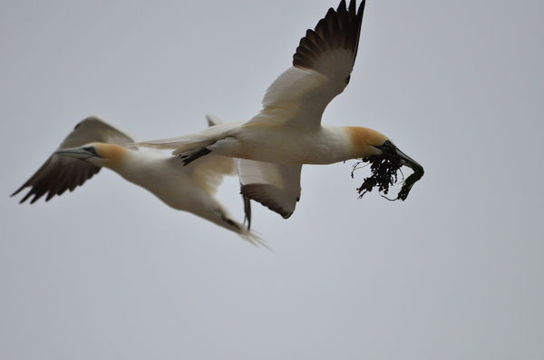 Gannets continually maintain their nests using sea...