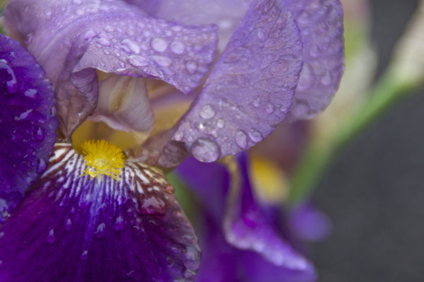 Wet Iris...