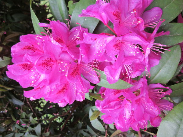 Rhodedendrons in Son's yard...