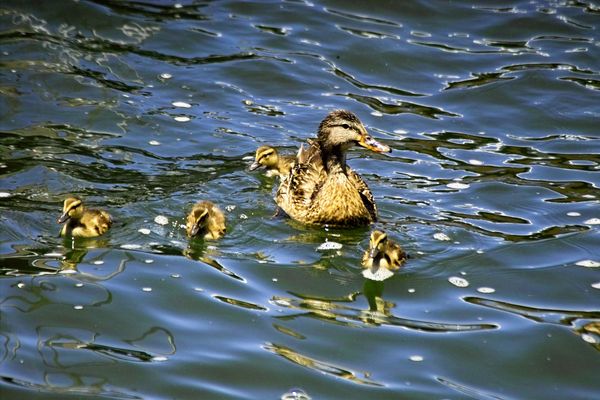 Mother and Ducklings on Big Bear Lake - Sigma SD10...
