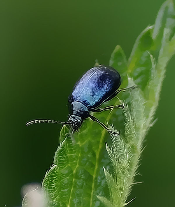 3 Blue mint Beetle...