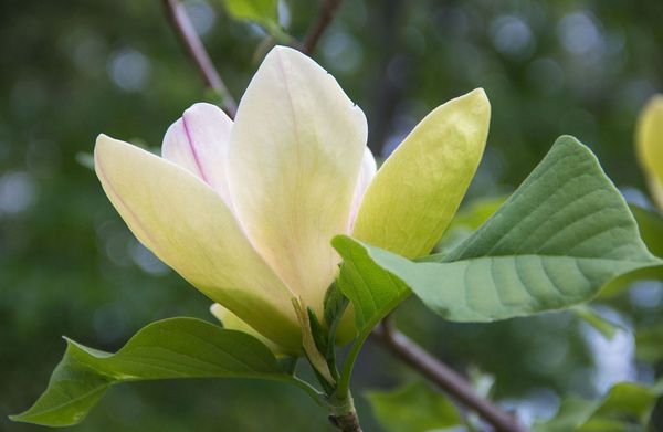White Magnolia...