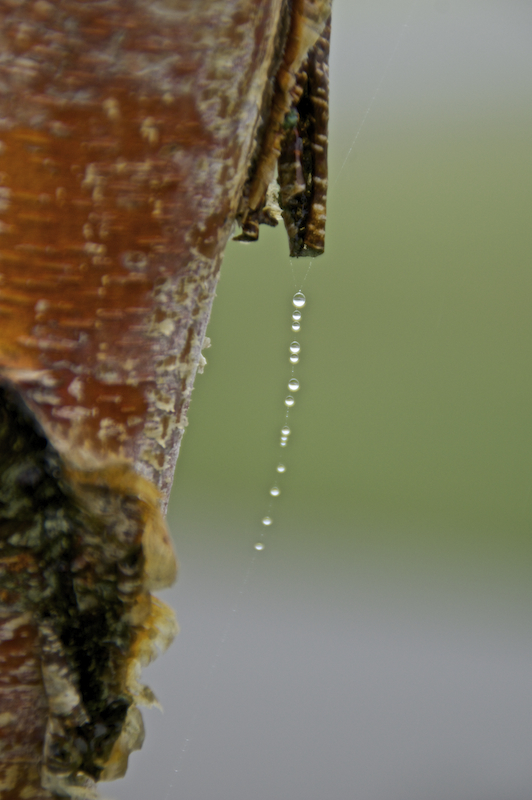 Paper birch with beaded web...