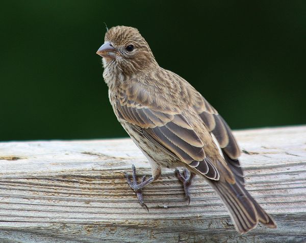 Papa House Finch and His Hungry Fledgling: The papa finch has been ...