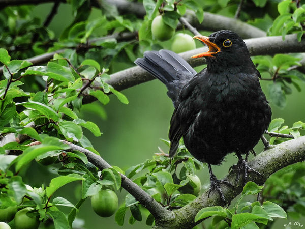 Blackbird Singing...
