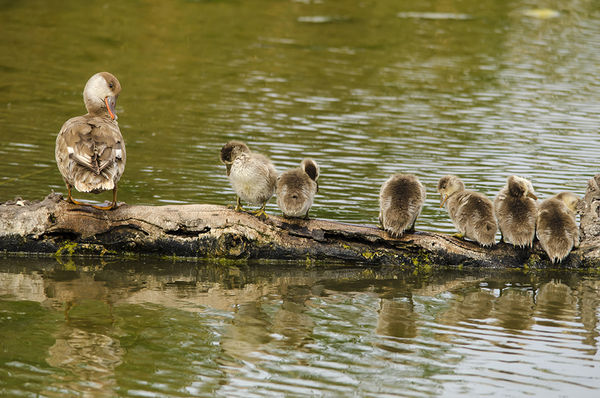 Red Crested Pochard with her 6 ducklings...