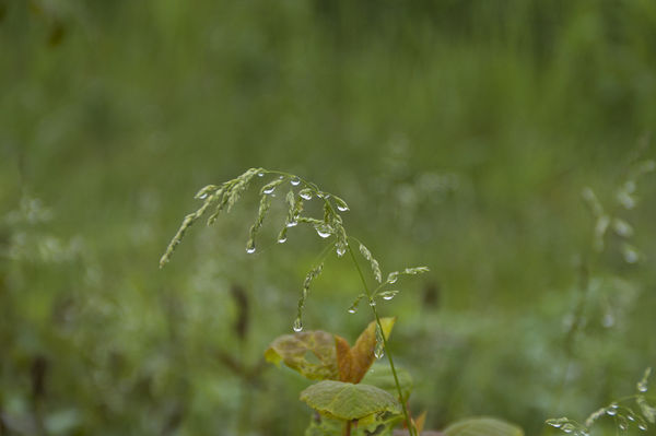 Delicate droplets Bow the Head of the Grass...