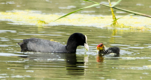 Coot & her duckling...