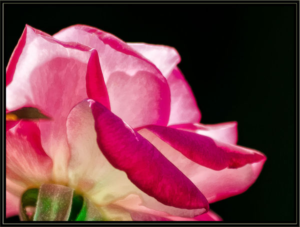 Variant of Rose in Sunlight...