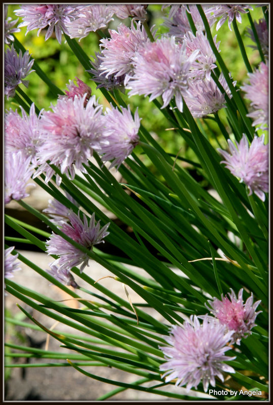 Chives...